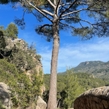 Høj træ ved vandretur 