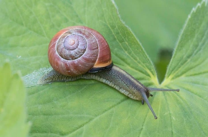 Legepladsen 10 almindelig dyr